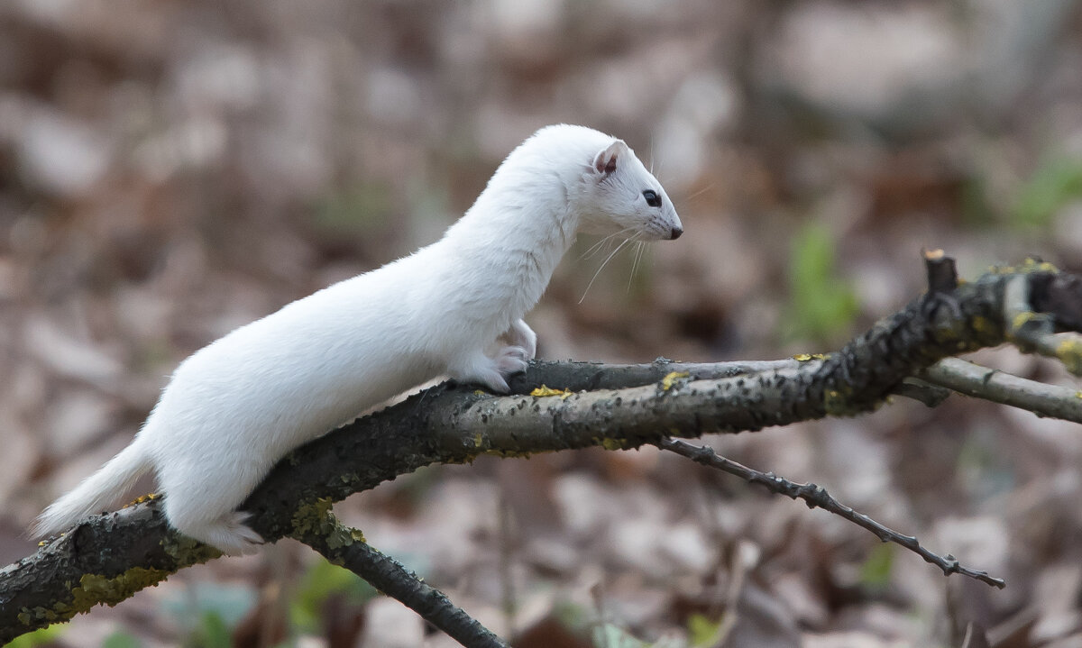 Весна. Ласка всё ещё в зимней шубке - Владимир Безбородов Весна. Ласка всё ещё в зимней шубке - Владимир Безбородов