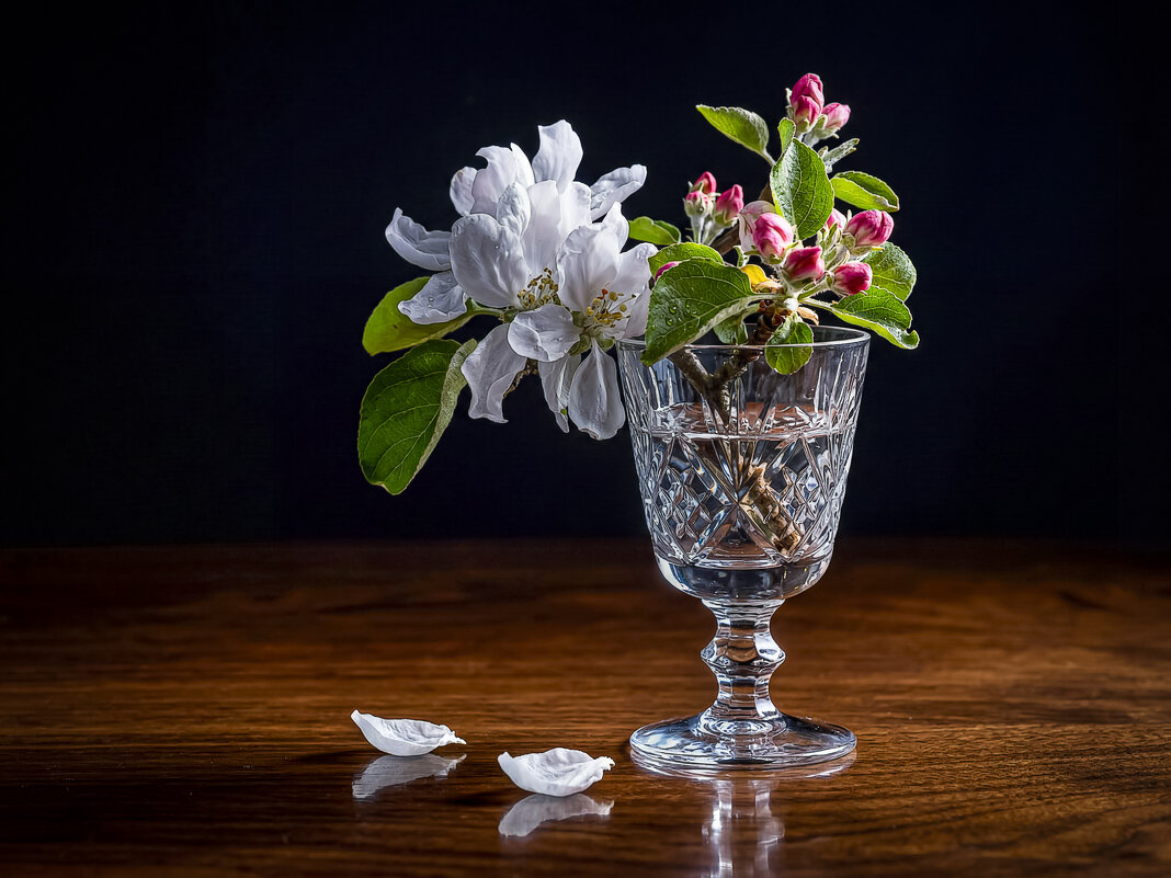 Цветы яблони - Aleksey Afonin