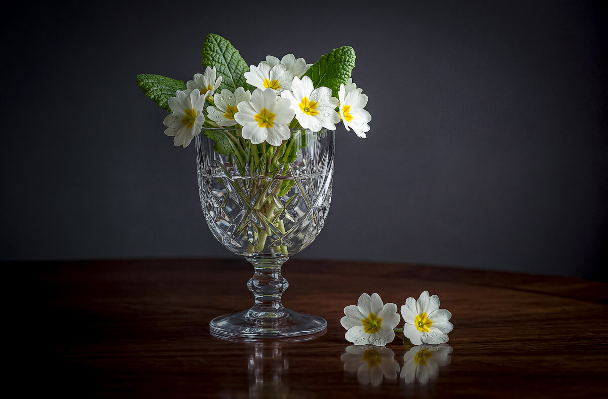 Примула первоцвет. - Aleksey Afonin