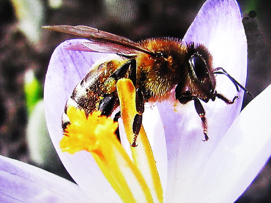 Наслаждение - Людмила Смородинская