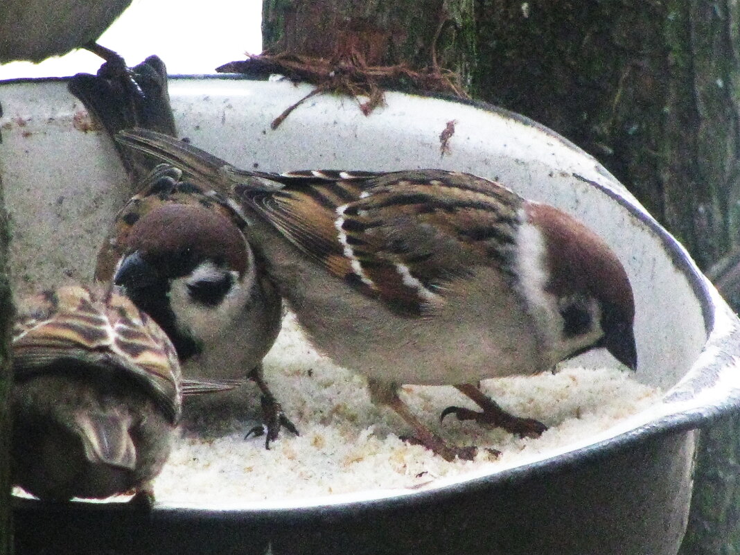 Хорошо, когда кормят - Людмила Смородинская