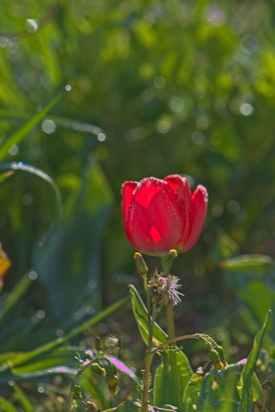 Тюльпан - Giant Tao /