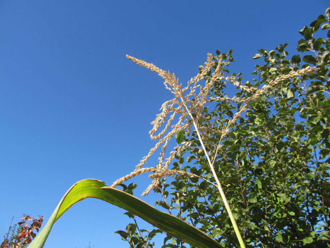 сентябрь на даче - Елена Шаламова