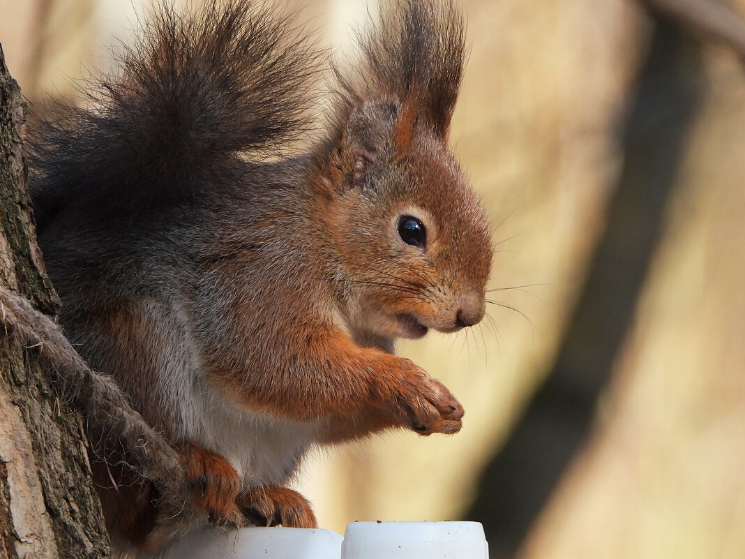 Белка - Лина 