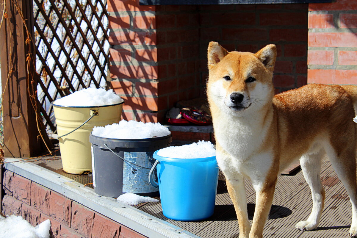 Главный помощник на даче - Татьяна Лютаева