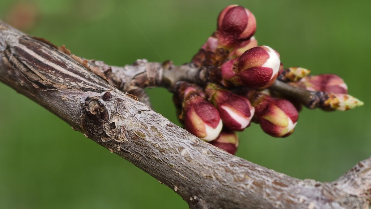 Скоро появятся цветочки - Мариша Тим
