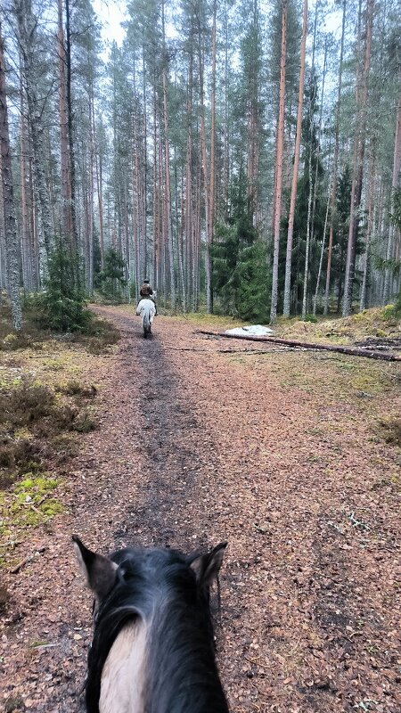 Апрель в лесу. - Ольга 