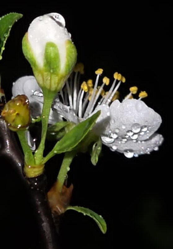 ВЕСНА - Tata Wolf