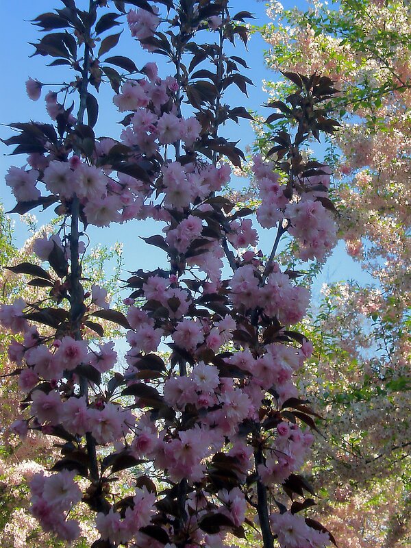 Весна пришла - Роман Савоцкий