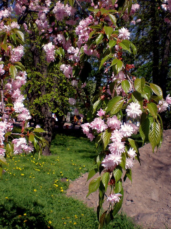 Весна пришла - Роман Савоцкий