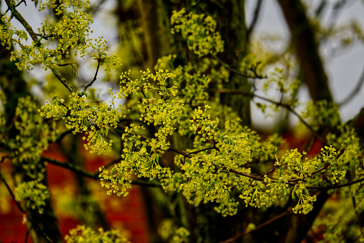 (°-°) - Jakob Dick