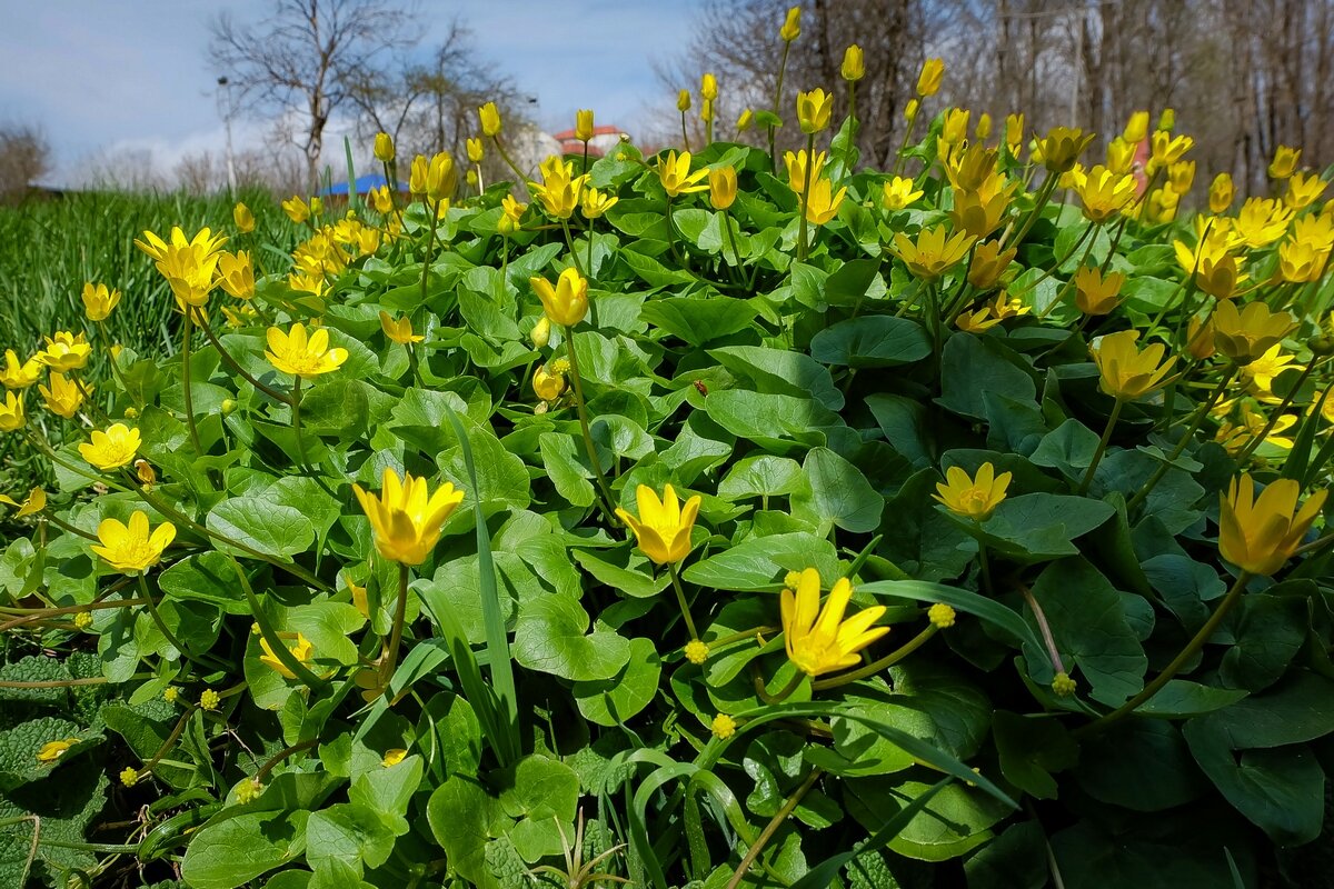 Весенние зарисовки ... - Ravile 