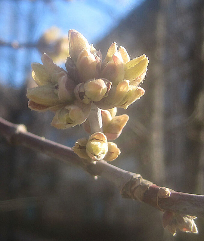 Весеннее - Елена Семигина