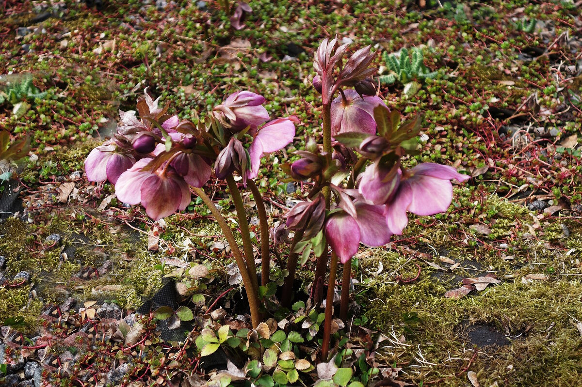 Морозник - Рита Симонова