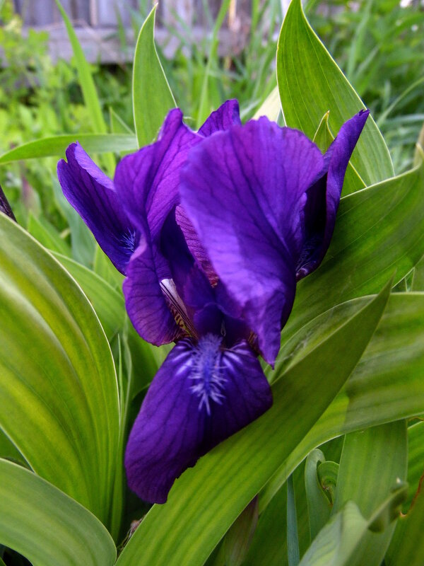 Ирис. - nadyasilyuk Вознюк