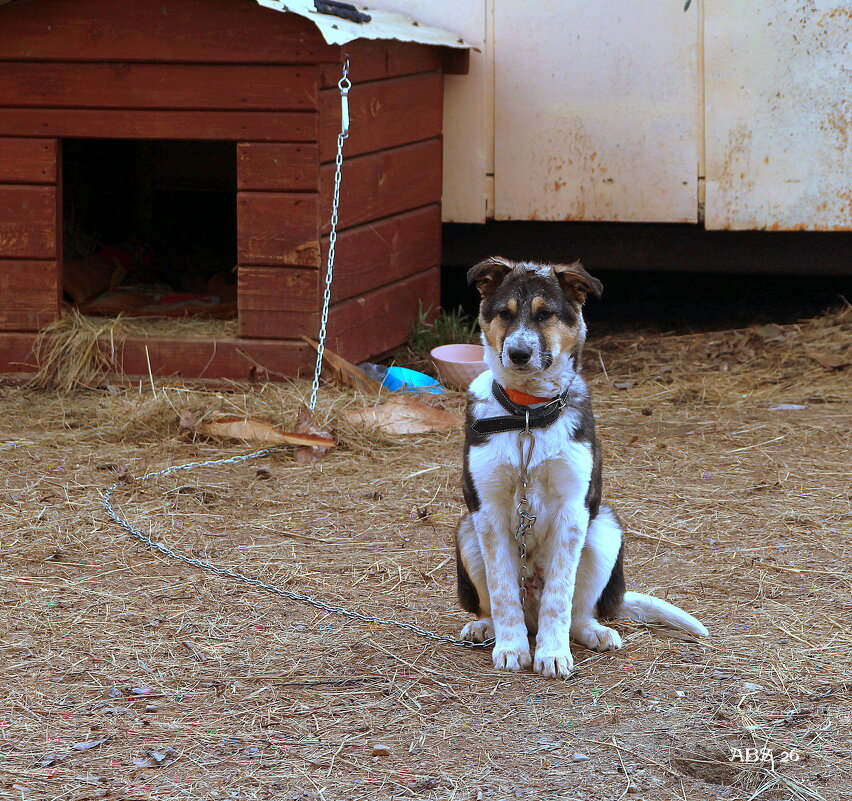 Охранник...ученик на практике.. - Александр Шимохин