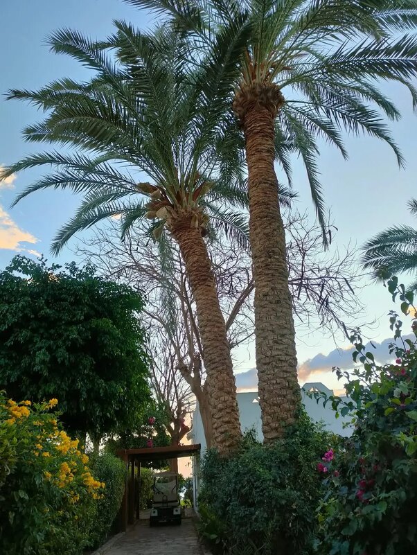 Египет - Ирэн 