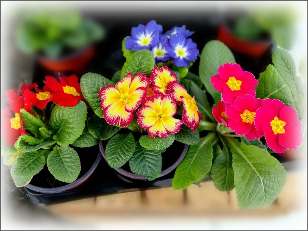 Примулы - Елена Сухорученкова