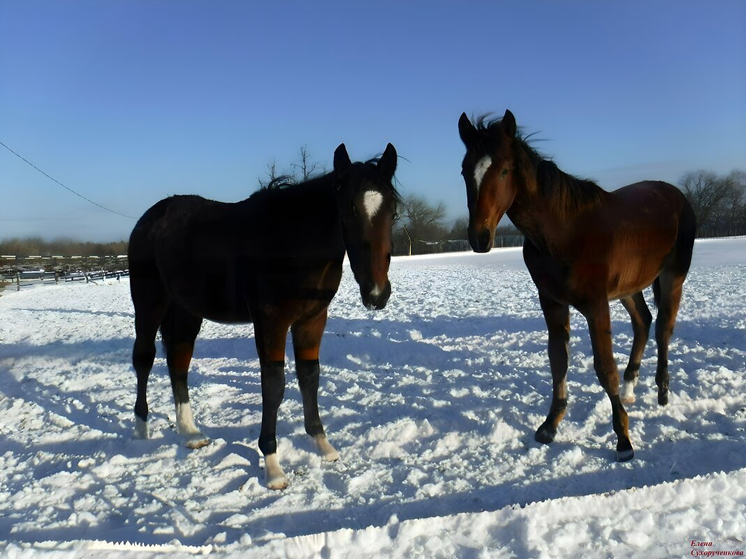 Встреча лошадок - Елена Сухорученкова