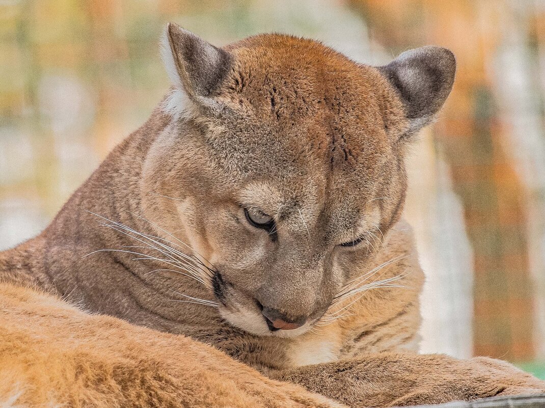 ПУМА - Аркадий Лаптенко