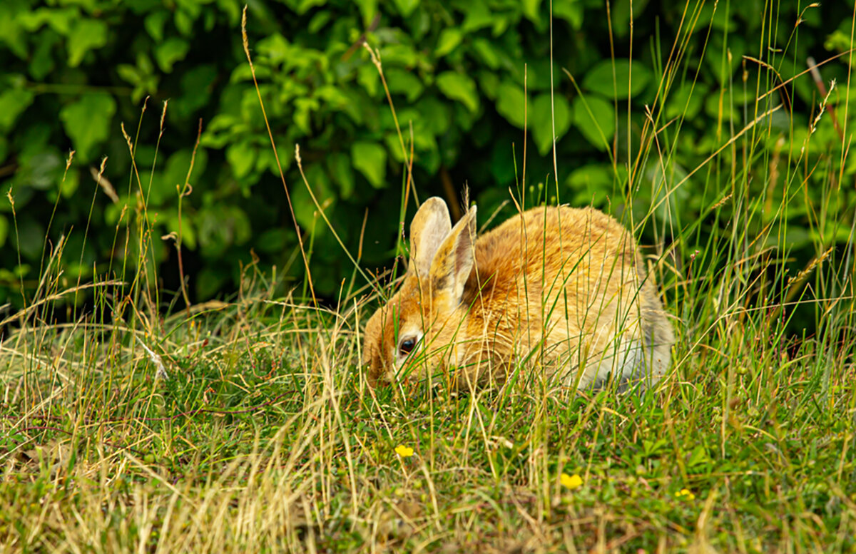 Зайчонок. - Lucy Schneider 
