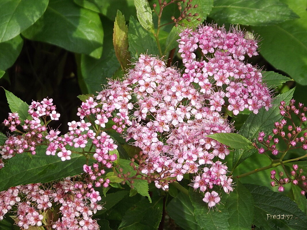 Спирея - Freddy 97