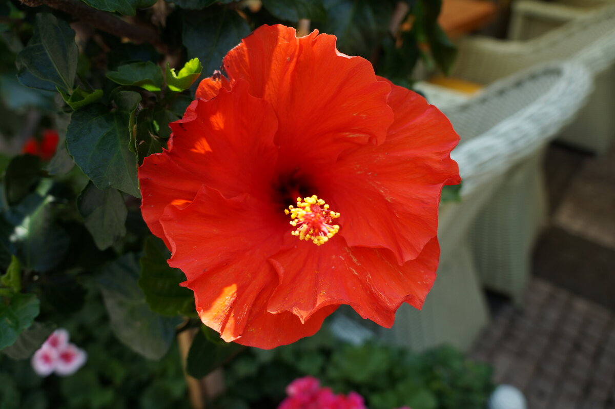 * - Алёна Савина * - Алёна Савина