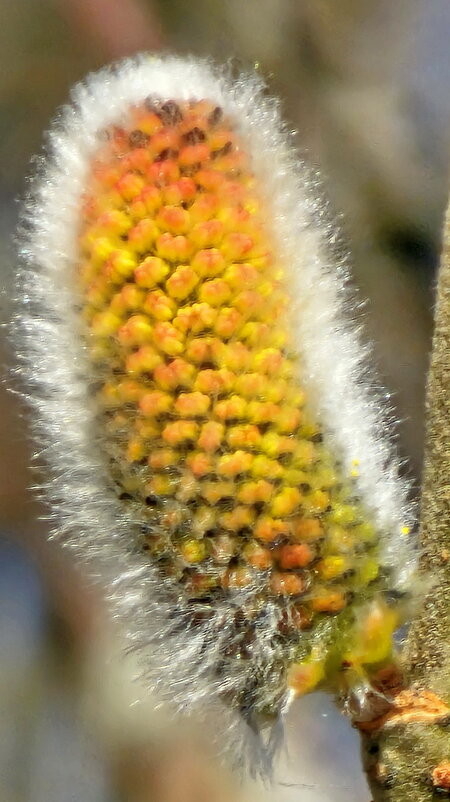 Вербное воскресенье. - Михаил Свиденцов
