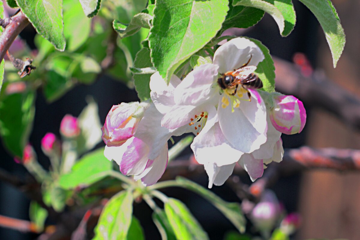 Труженик - Николай 