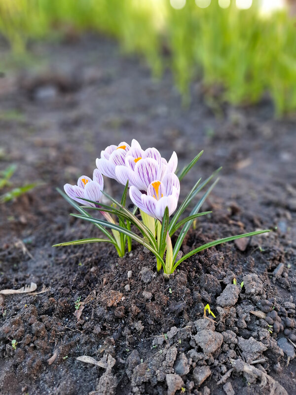 Весна - Irene Irene