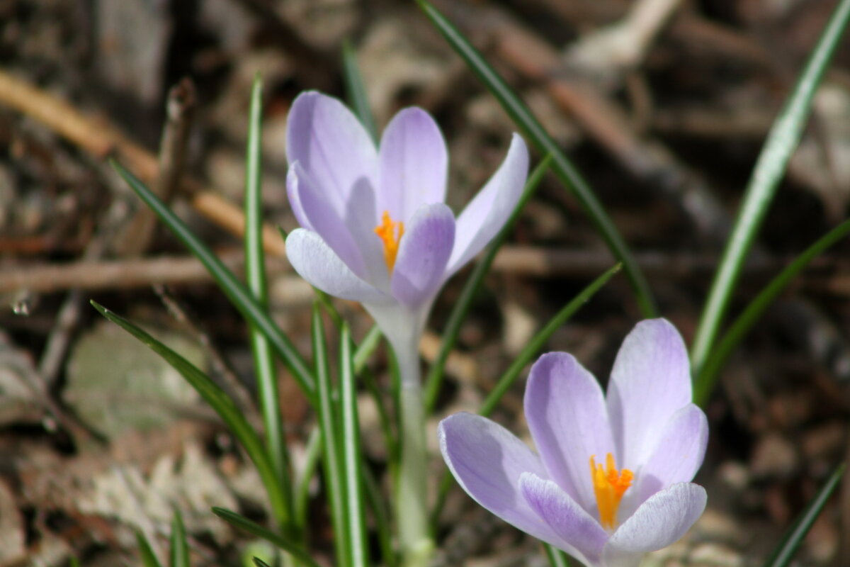 Нежность - олег свирский 