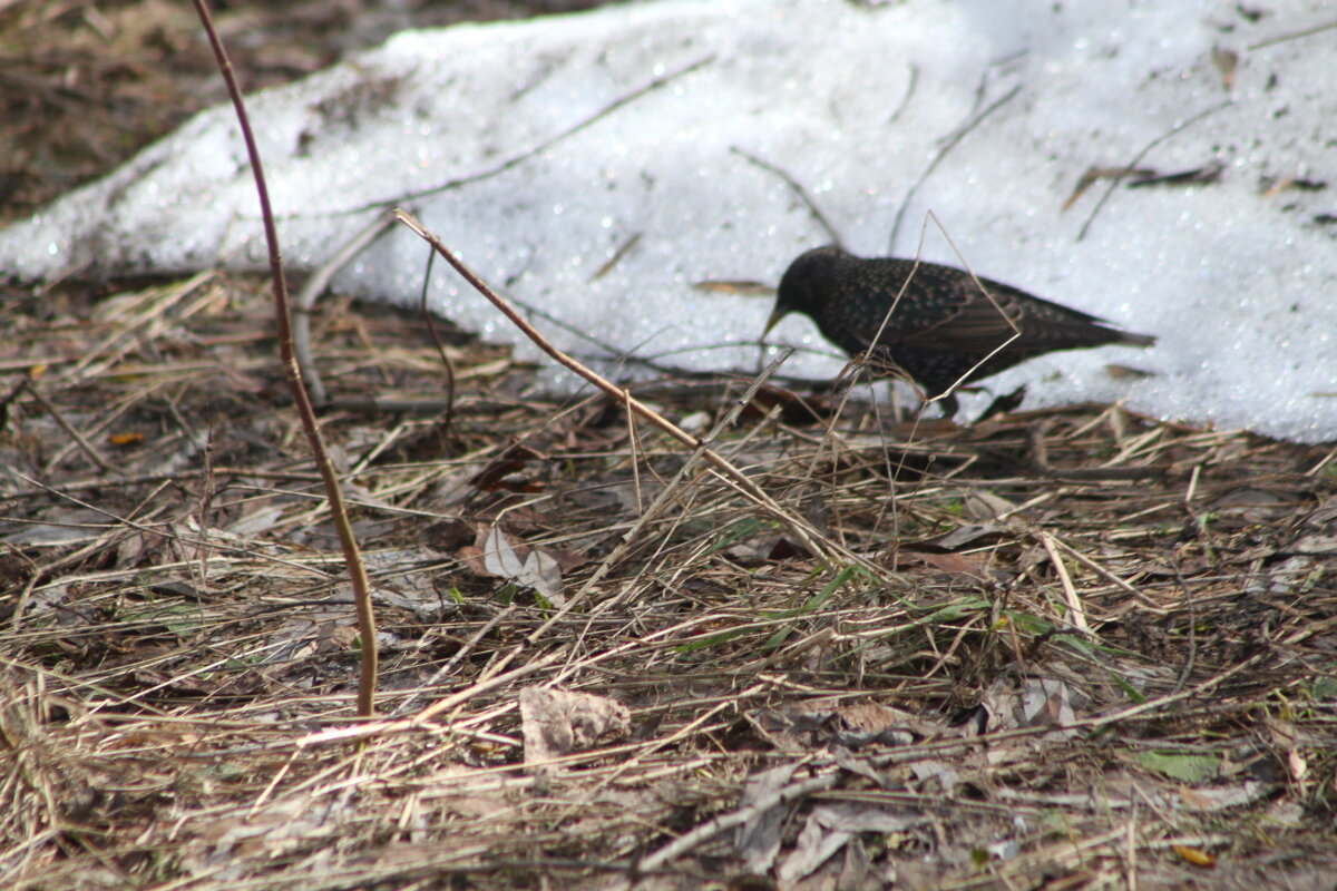 Желанный вестник весны - олег свирский Желанный вестник весны - олег свирский