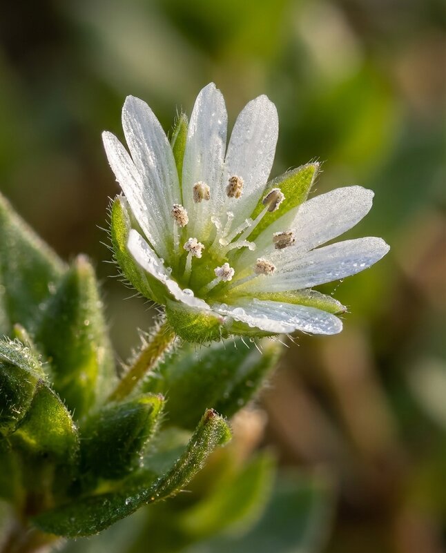 Звездчатка средняя или мокрица - Лилия 