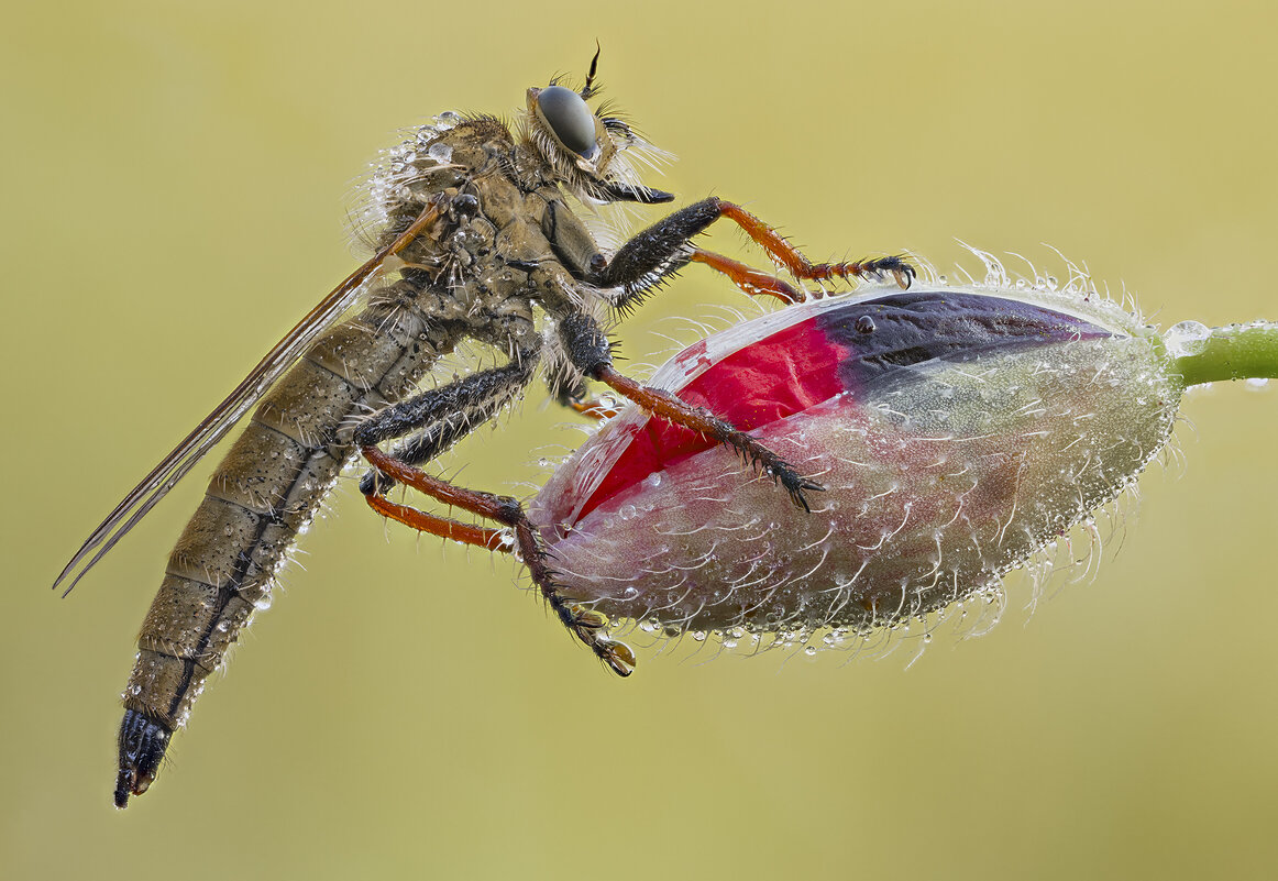 Ктырь.Robber Fly - Александр Григорьев