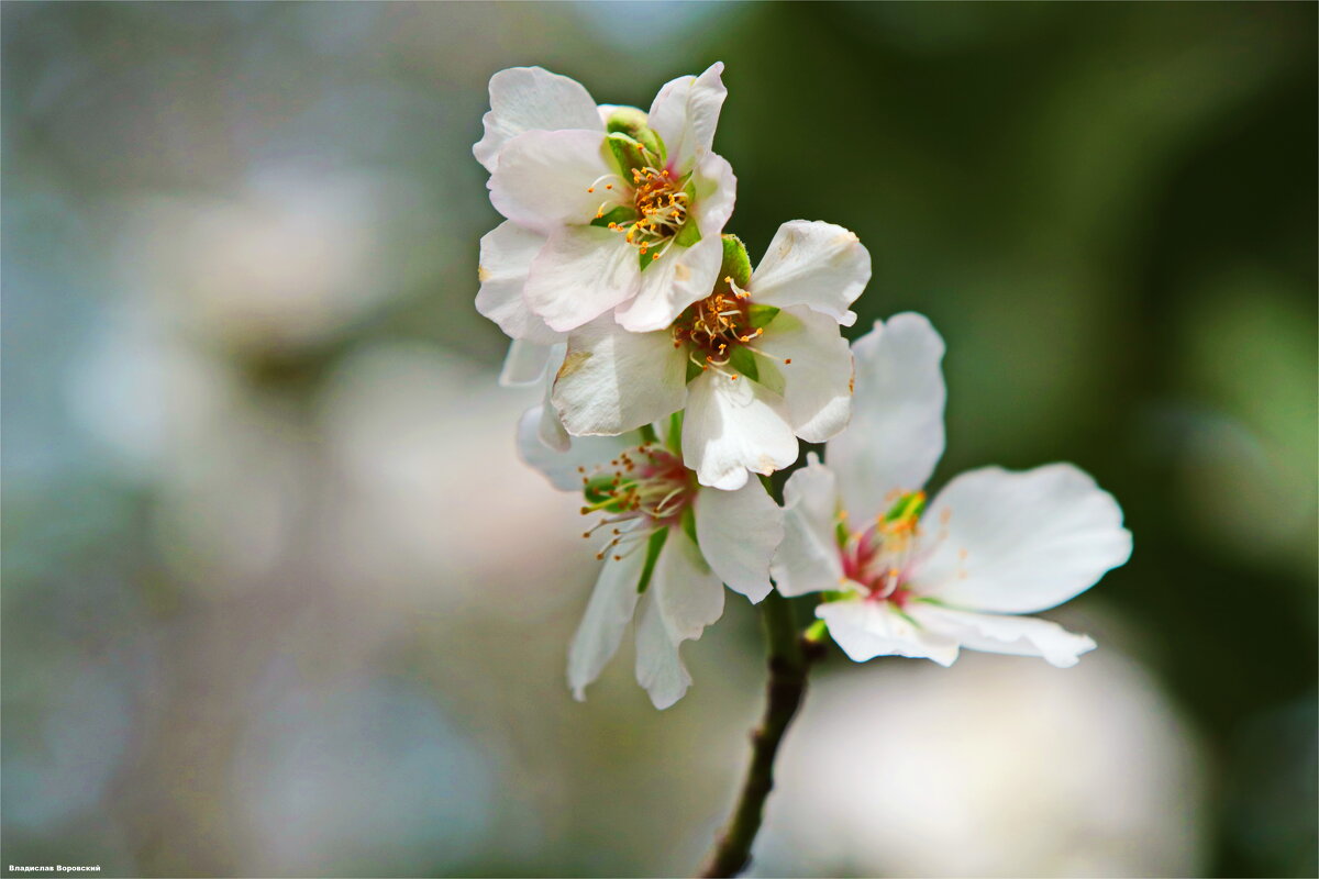 Природа 2026 - Владислав Воровский 