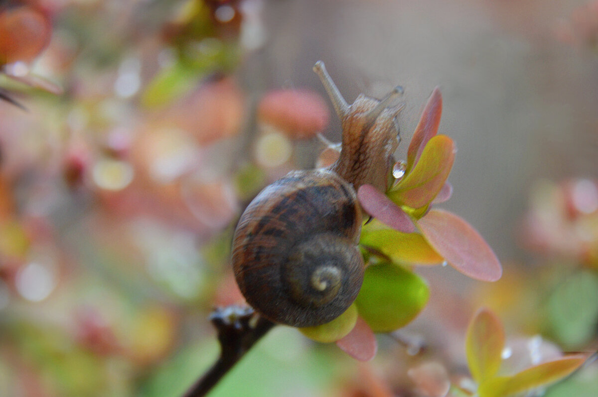 *** - Надежда Куркина 