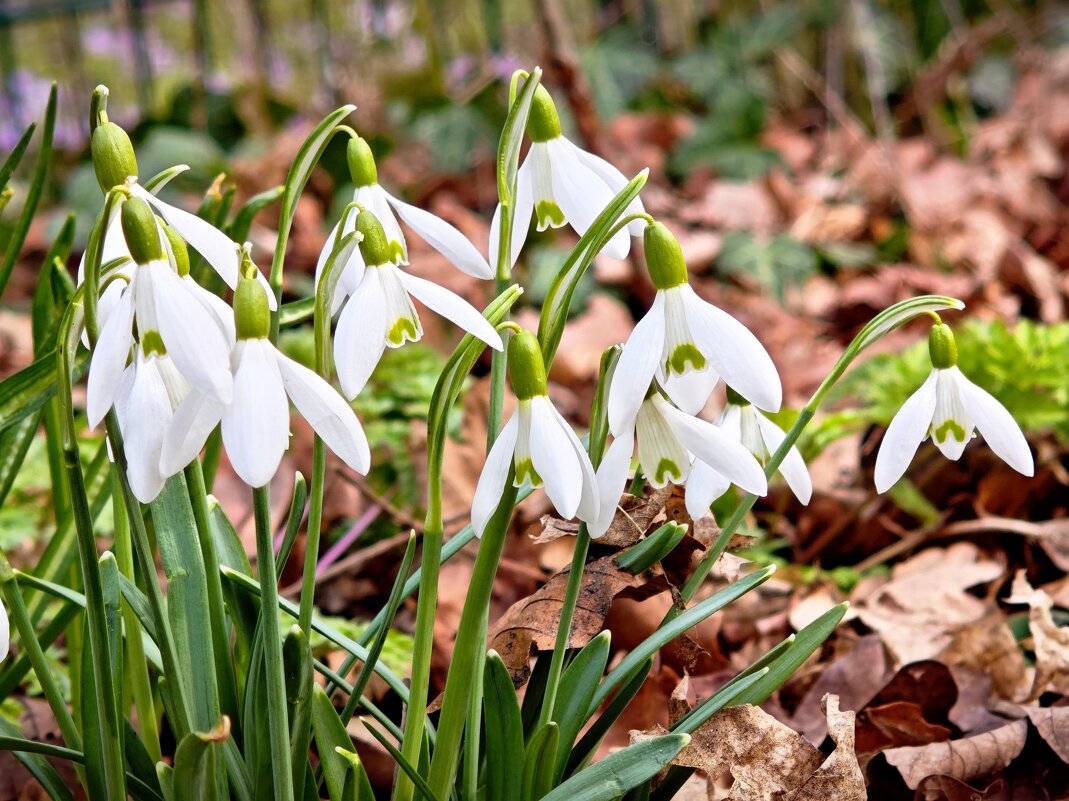Весна 2026 - Вадим Вайс
