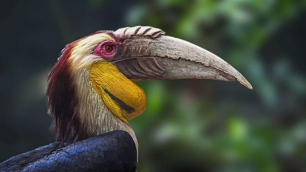 Волнистый калао - Aleksey Afonin