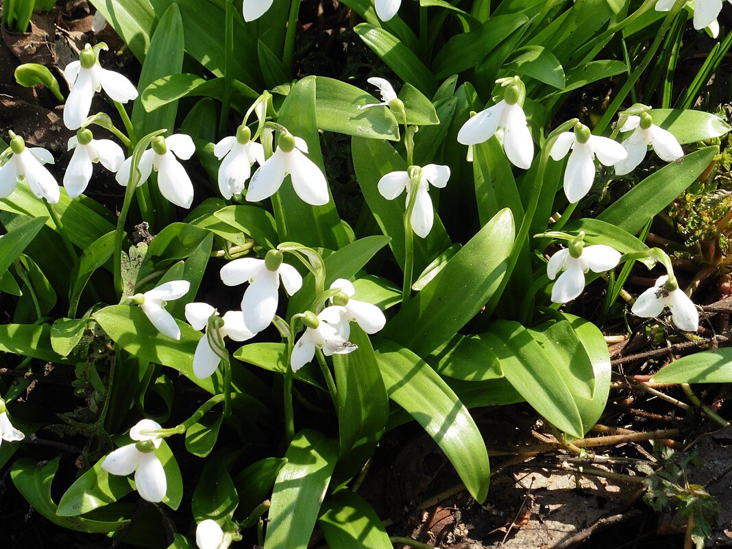 Подснежник - Лидия Бусурина