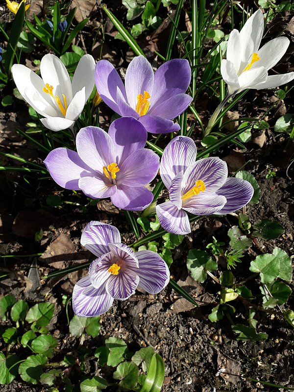Крокусы в Аптекарском огороде - Лидия Бусурина