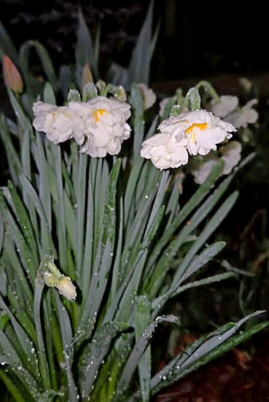 ВЕСНА - Tata Wolf