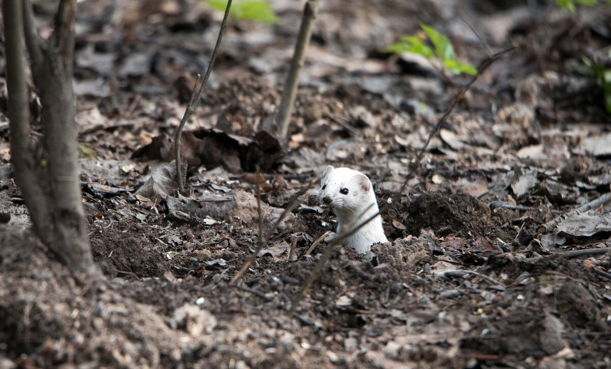 Ласка - Владимир Безбородов