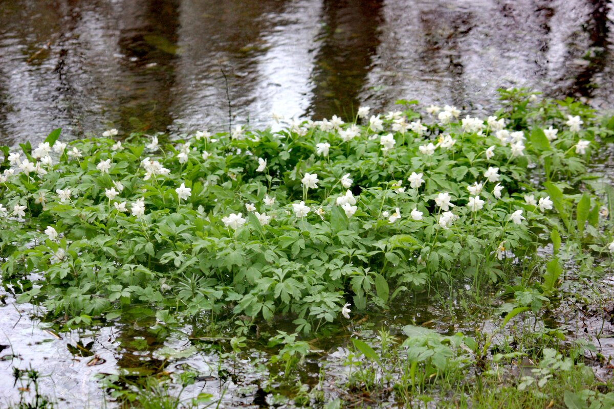 Цветочный остров - Сергей Кочнев