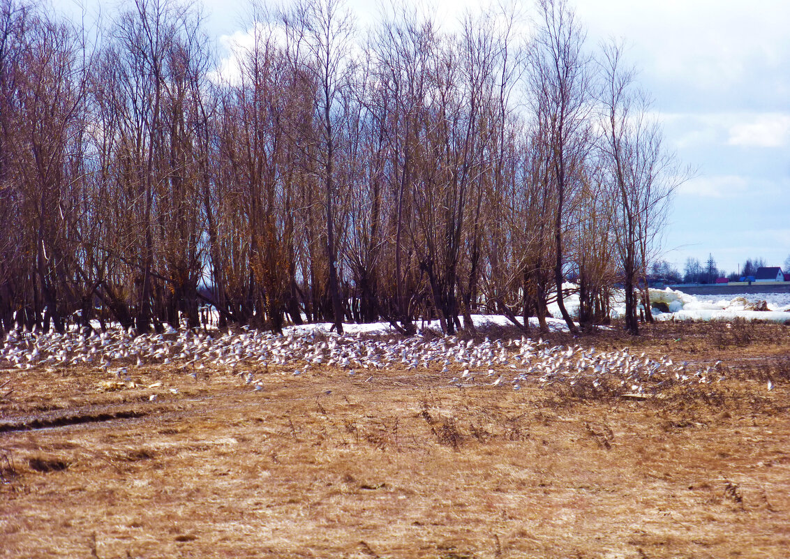 Апрель...Стайка пуночек на берегу Юганской Оби. - Владимир 