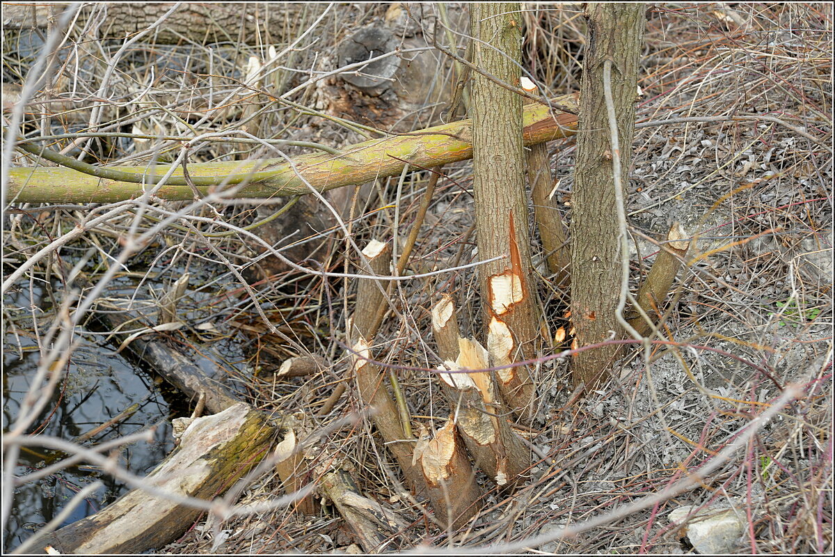 Зубастики постарались - Сеня Белгородский