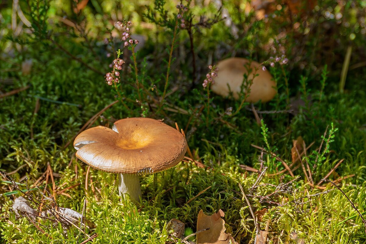 *** - Игорь Сикорский