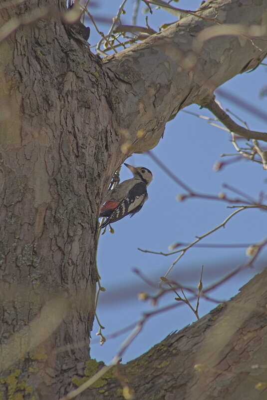 Точка,точка тире - Giant Tao / Точка,точка тире - Giant Tao /