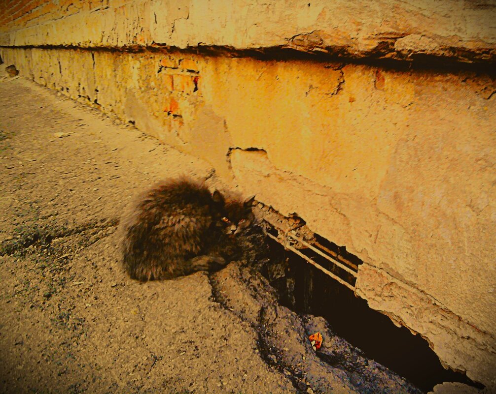 Серьёзный зверь - Nora Nowhere Серьёзный зверь - Nora Nowhere