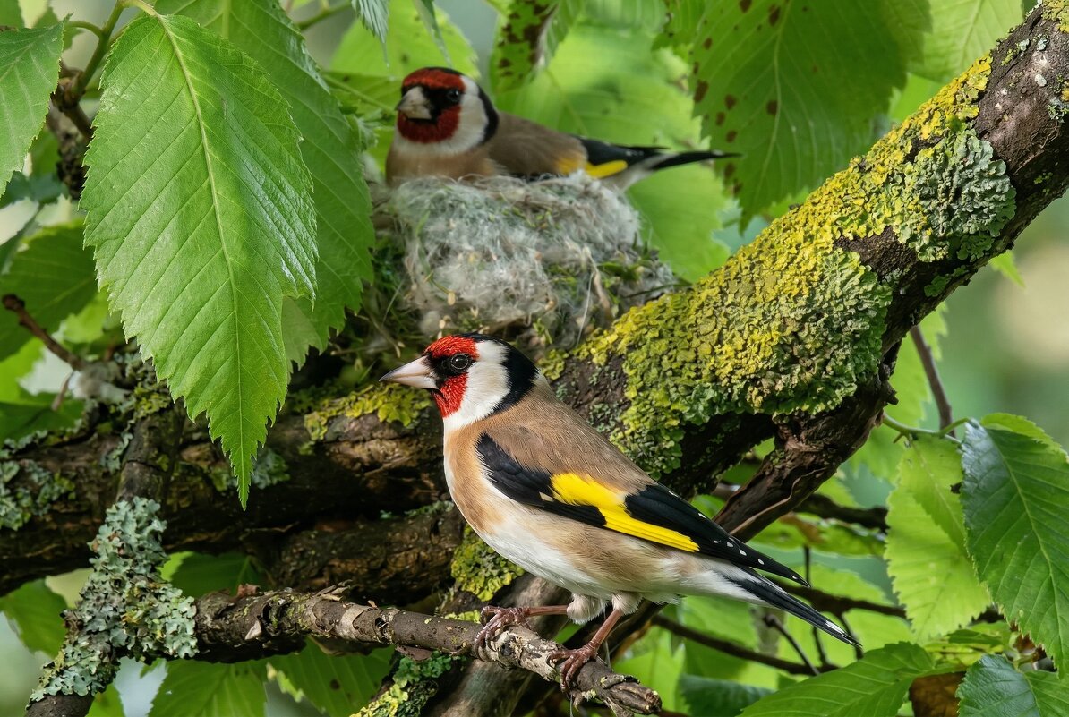 Черноголовые щеглы - Владислав Иопек