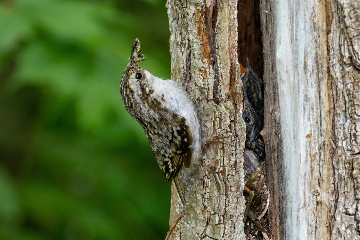 Пищуха у гнезда - Владислав Иопек